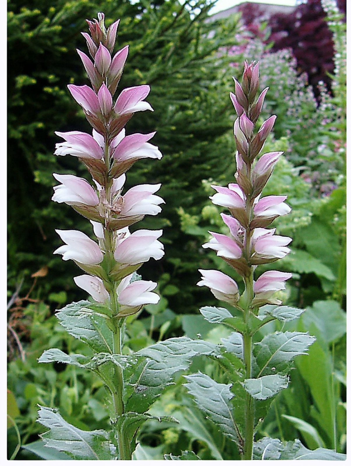Acanthus mollis — glanzend diep ingesneden blad met hoge paars-witte bloemkaarsen tegen warme muur