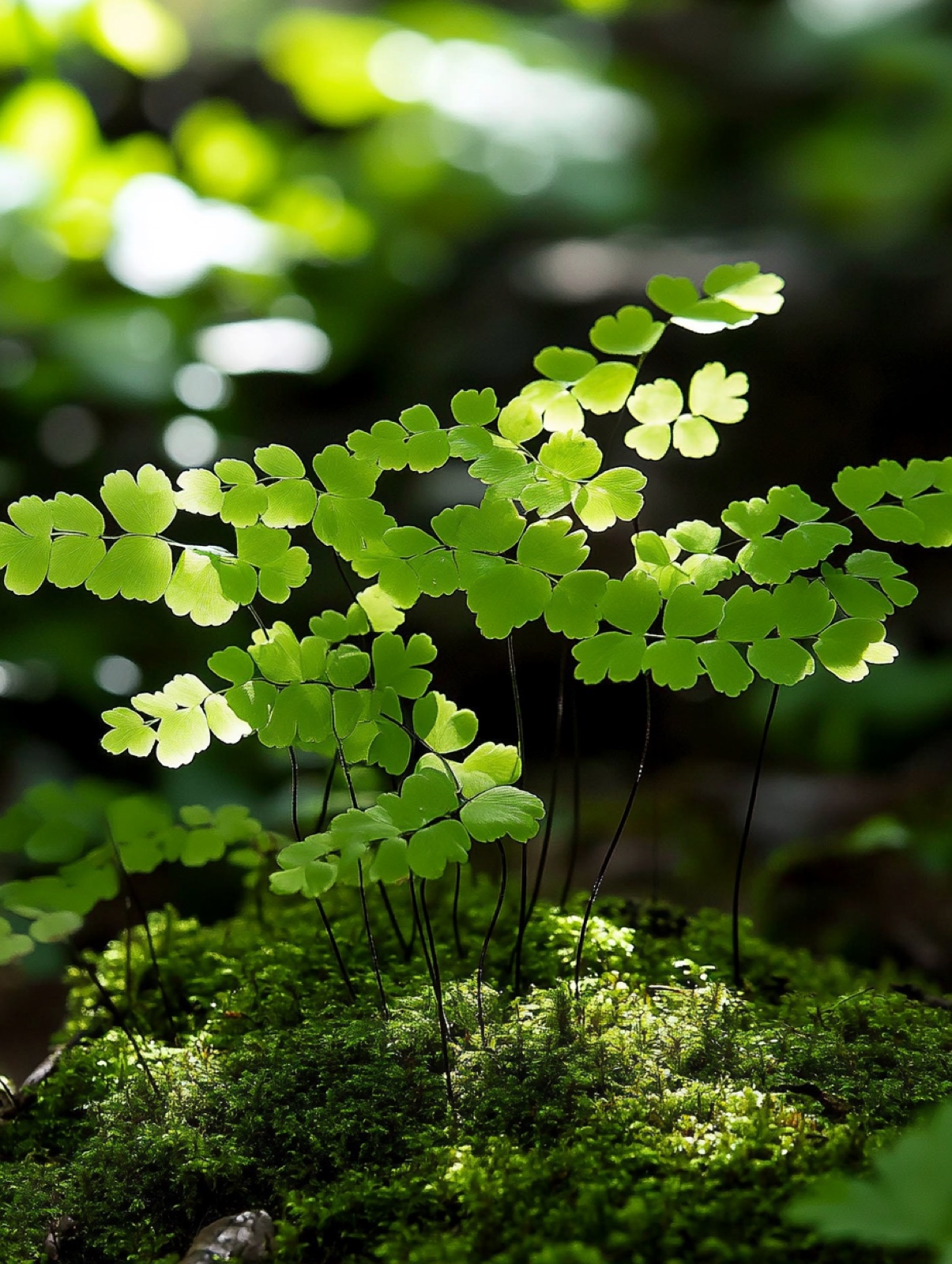 Adiantum pedatum — horizontale waaiers van fijn frisgroen blad op glanzend zwarte steeltjes