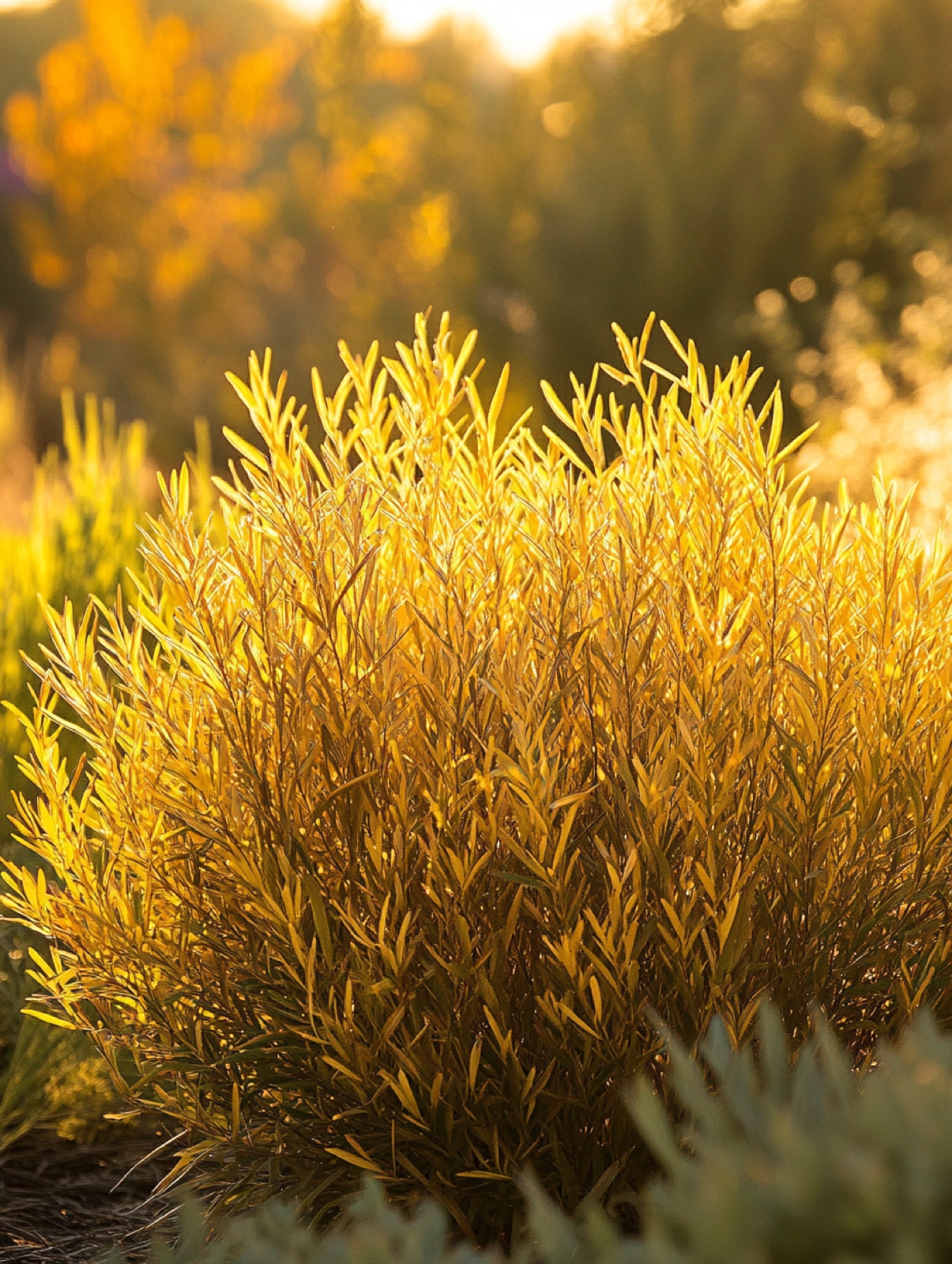 Amsonia hubrichtii — bol van naaldfijn blad dat goudgeel kleurt, met resten staalblauwe stervormige bloemen