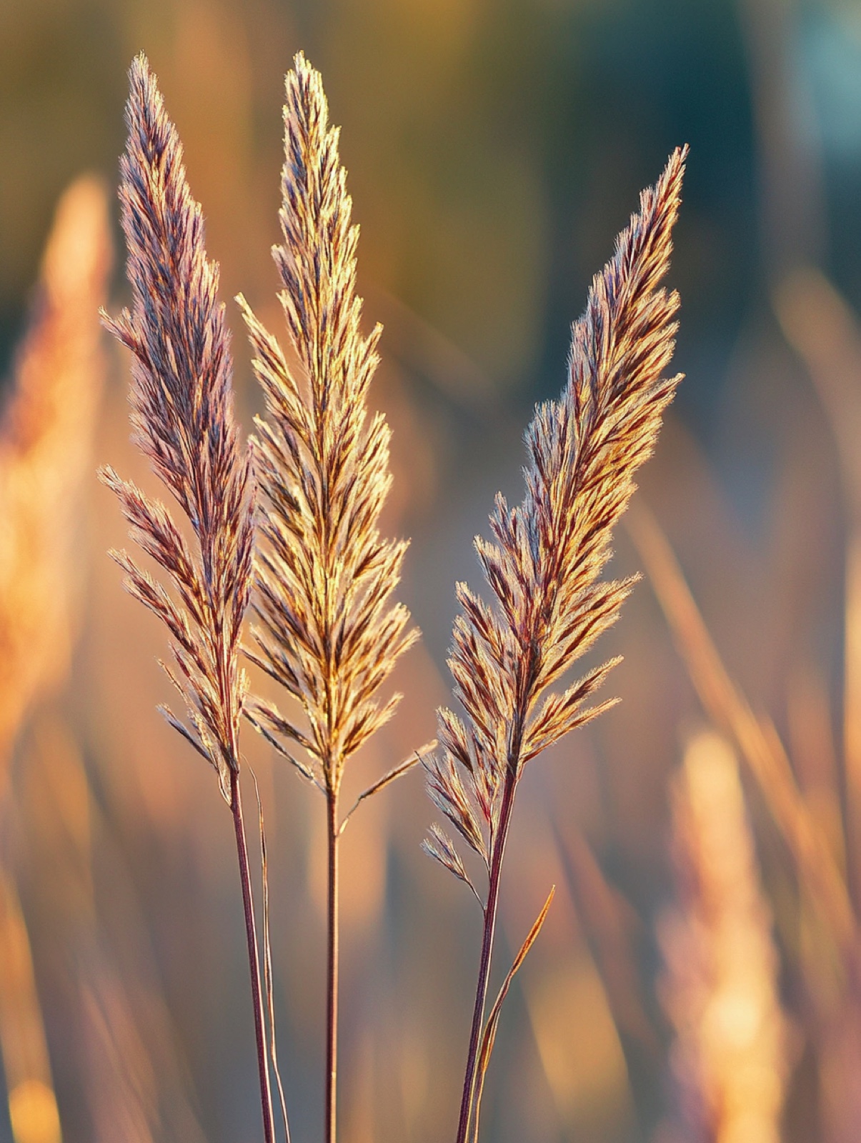 Andropogon gerardii — hoge blauwgroene grashalmen die naar wijnrood-brons verkleuren tegen avondlicht