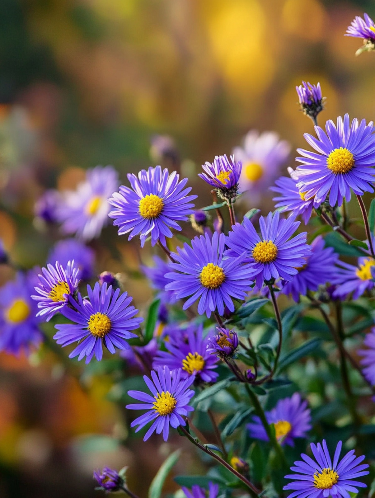 Aster amellus 'King George' — blauwpaarse daisy-bloemen met geel hart in oktober