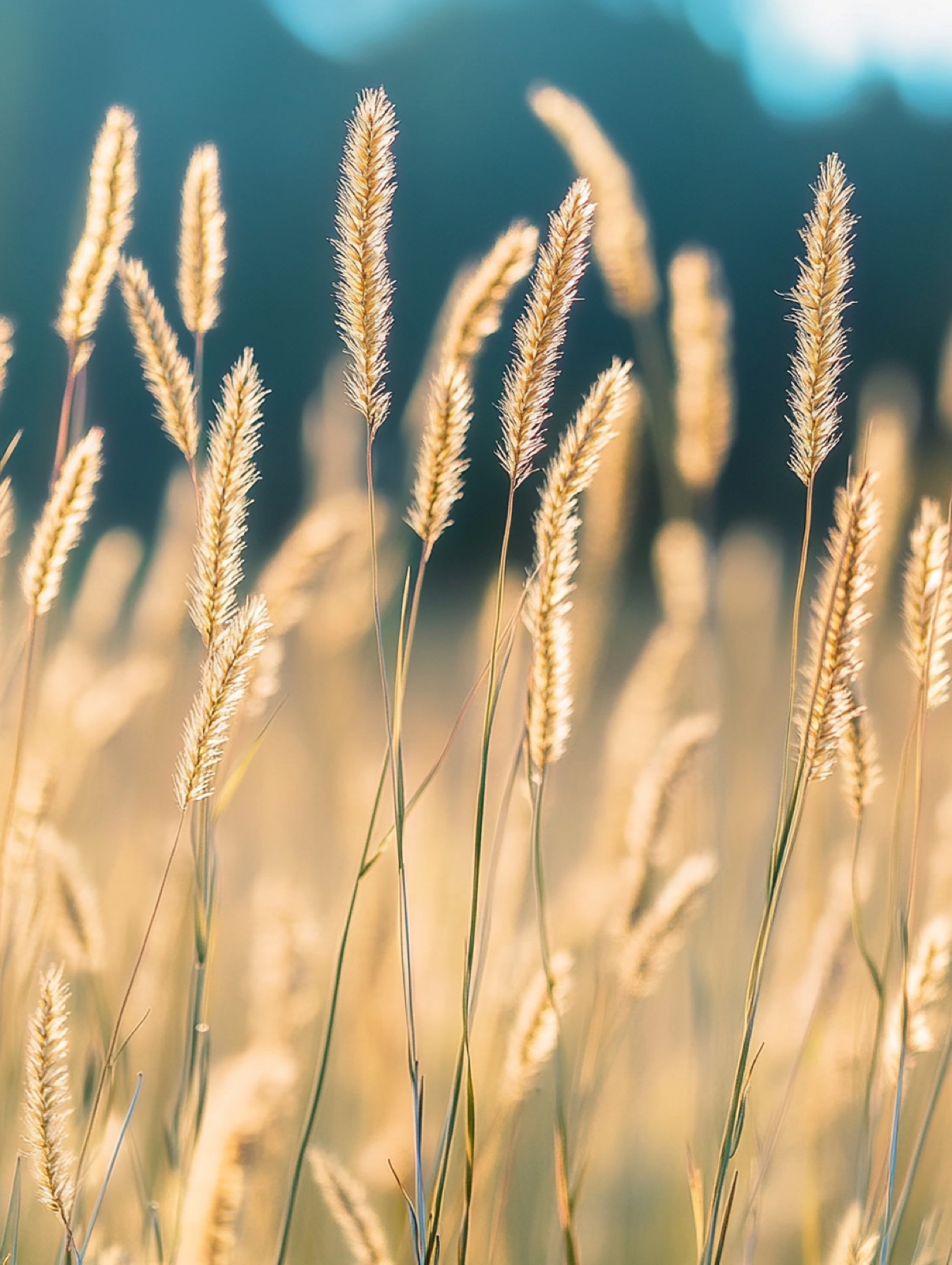 Bouteloua gracilis — laag gras met horizontaal zwevende kamvormige zaadaren als wenkbrauwen tegen warm licht
