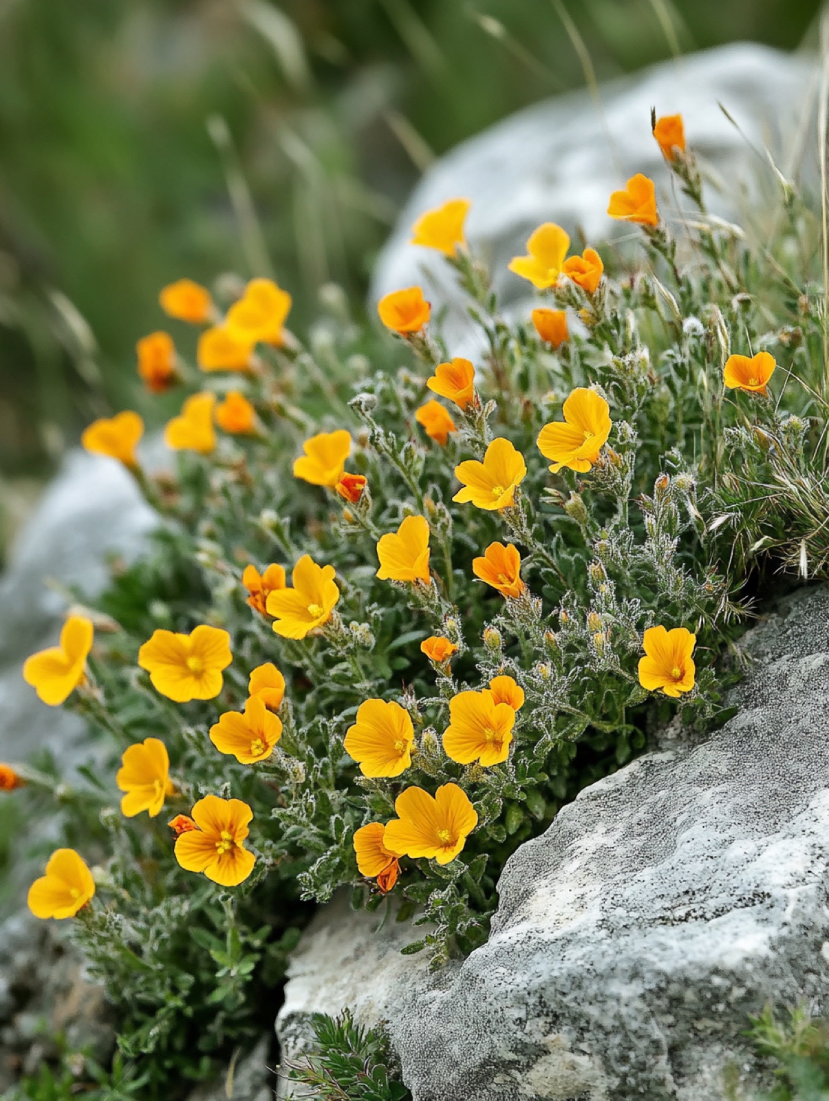 Helianthemum nummularium — laag wintergroen kussen bezaaid met zijdezachte gele en oranje bloemetjes
