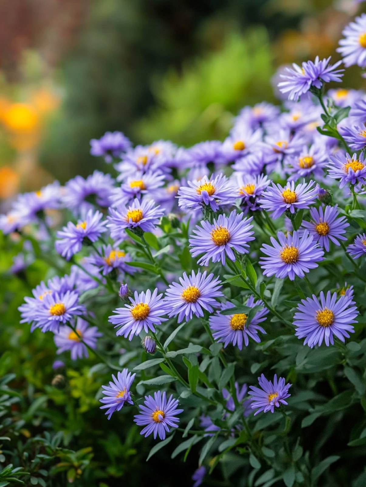 Kalimeris incisa Blue Star — wolk van kleine lichtblauwe madeliefjes met geel hart op fris groen blad