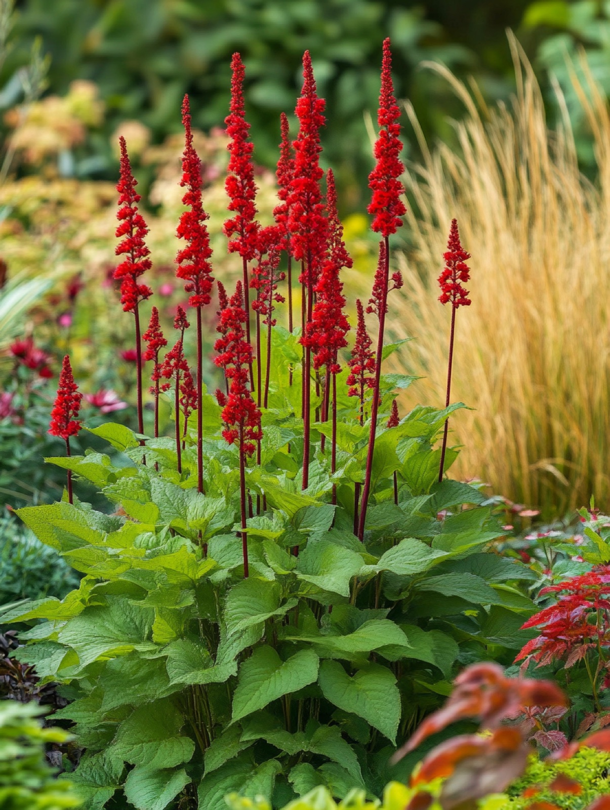 Persicaria amplexicaulis 'Firetail' — verticale rode bloemsteeltjes boven dicht groen bladdek