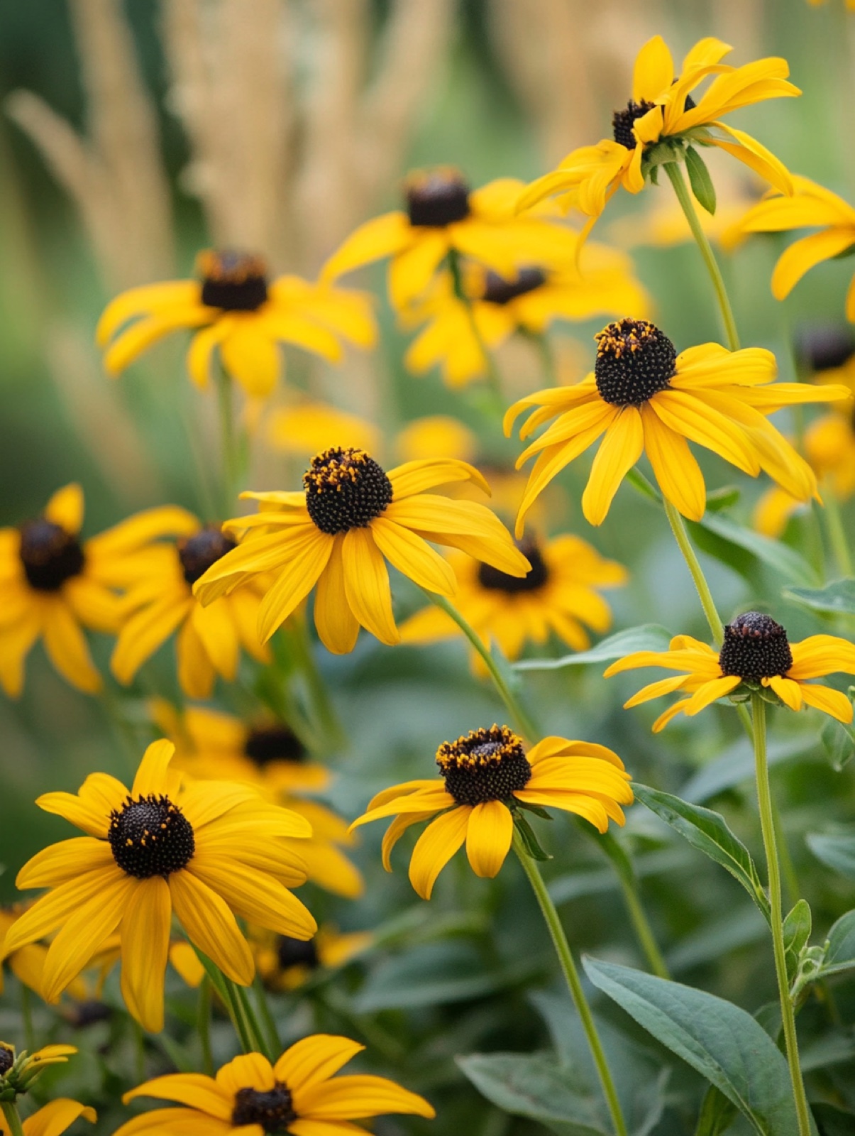 Rudbeckia fulgida 'Goldsturm' — goudgele daisy-bloemen met donkerbruin hart in augustuszon