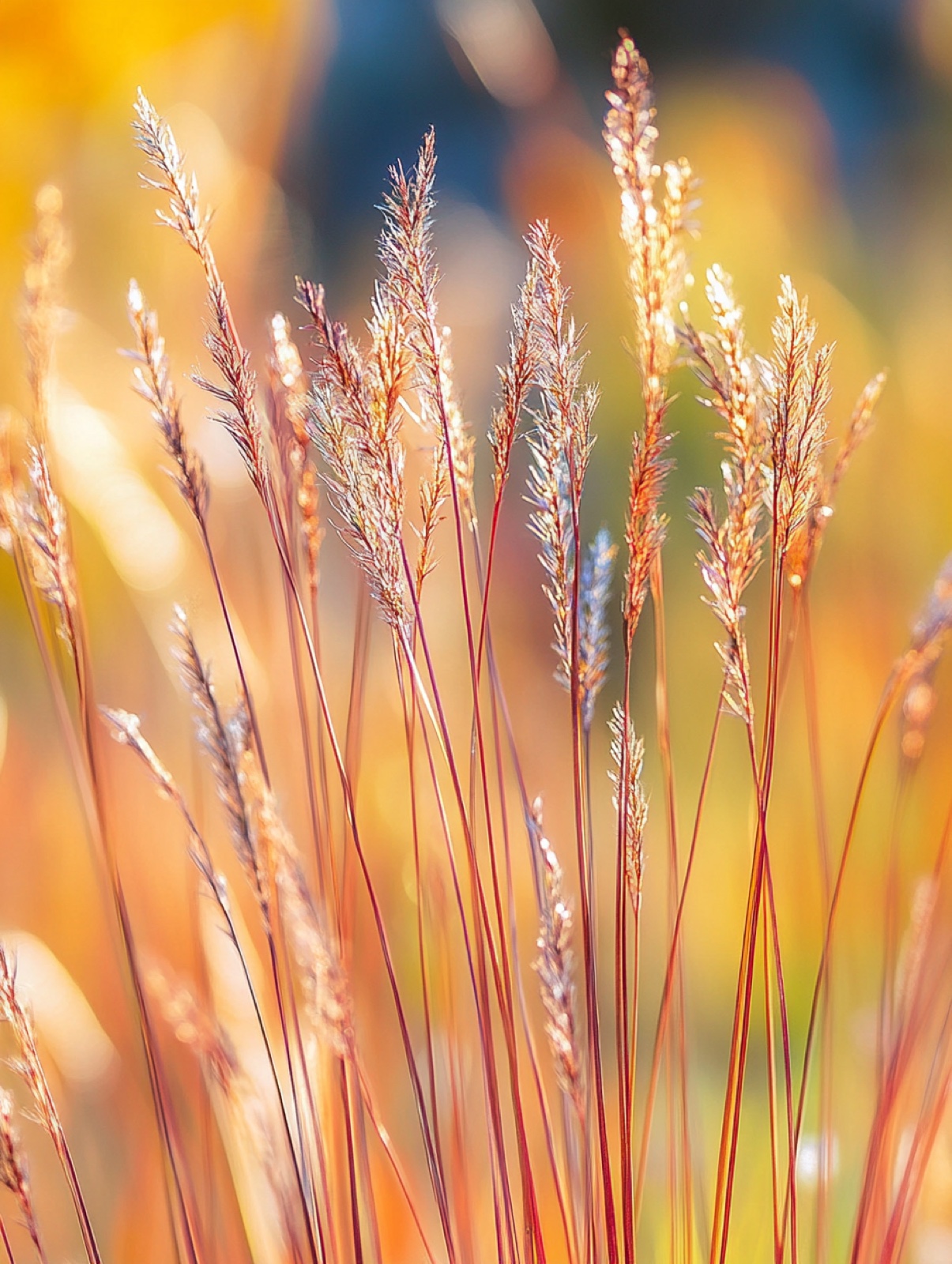 Schizachyrium scoparium — rechtopstaande blauwgroene halmen die naar oranje-koper verkleuren met zilverige zaadpluis