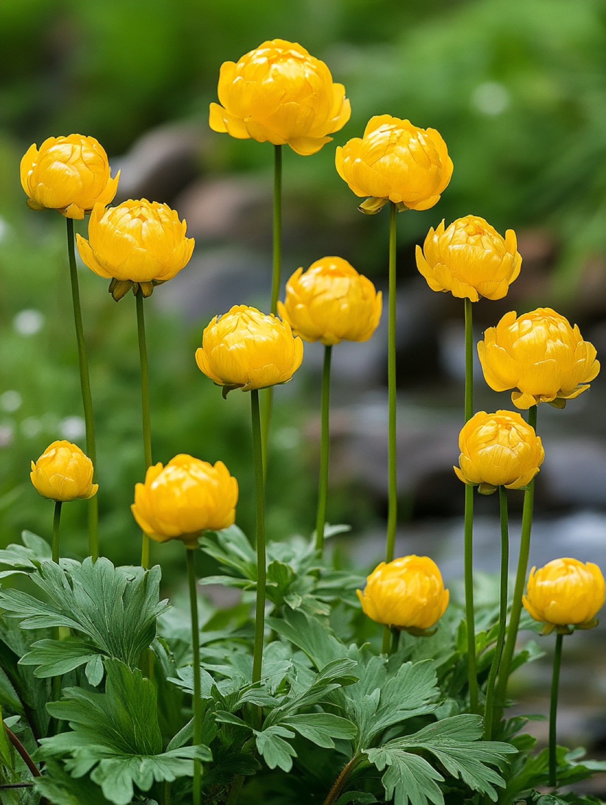 Trollius cultorum — bolronde goudgele bloemen op stevige stengels boven diep ingesneden blad