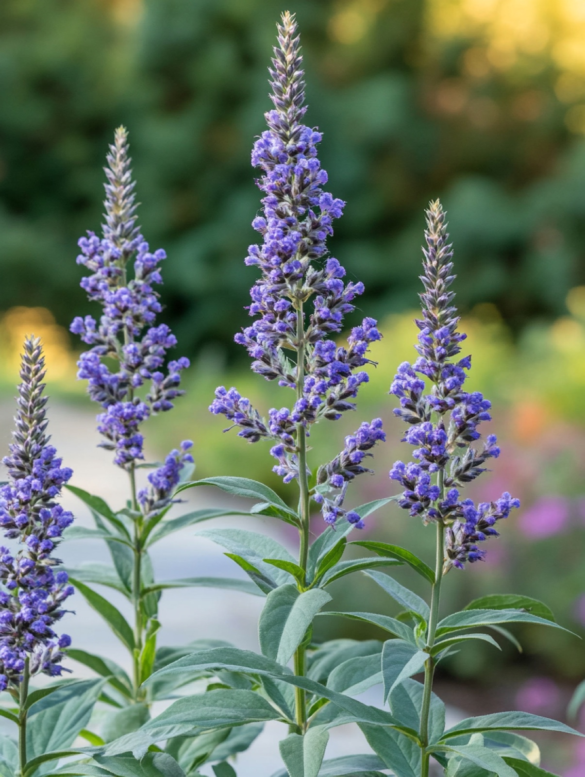 Vitex agnus-castus — violetblauwe bloempluimen boven handvormig grijsgroen blad in nazomerzon