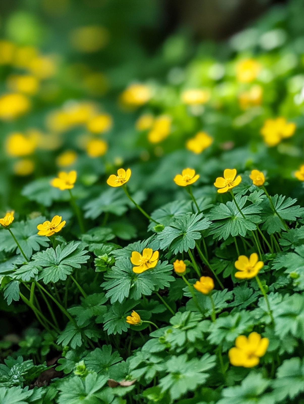 Waldsteinia ternata — dicht wintergroen tapijt van drietallig blad met heldergele bloemen