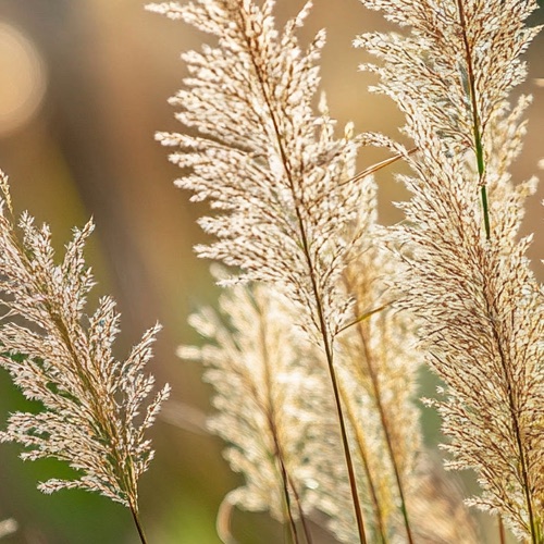 Prairiegras (Sporobolus)